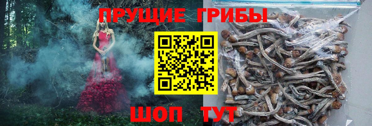 Галлюциногенные грибы мицелий  Псилоцибиновые грибы мицелий  Вход с VPN  Урюпинск 
